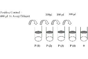 This picture shows the preparation of the positive control. (EGFR Kit ELISA)