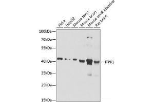 Western blot analysis of extracts of various cell lines using ITPK1 Polyclonal Antibody at dilution of 1:1000. (ITPK1 anticorps)
