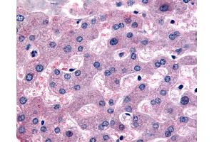 Anti-DPP9 antibody IHC of human liver.