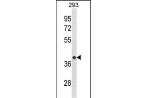 AC Antibody (Center) (ABIN1881041 and ABIN2838862) western blot analysis in 293 cell line lysates (35 μg/lane). (ACAA1 anticorps  (AA 147-176))