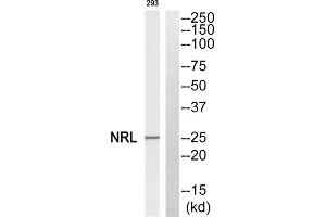 Western blot analysis of extracts from 293 cells, using NRL antibody. (NRL anticorps  (N-Term))