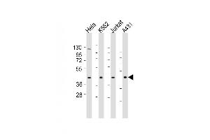 All lanes : Anti-RBMX Antibody (Center) at 1:1000-1:2000 dilution Lane 1: Hela whole cell lysates Lane 2: K562 whole cell lysates Lane 3: Jurkat whole cell lysates Lane 4: A431 whole cell lysates Lysates/proteins at 20 μg per lane. (RBMX anticorps  (AA 262-294))
