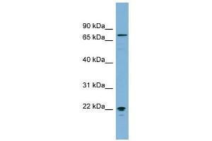 MPP5 antibody used at 1 ug/ml to detect target protein. (MPP5 anticorps)