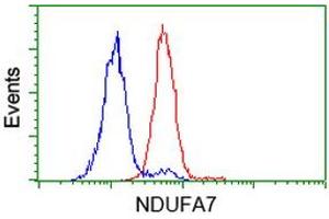 Image no. 2 for anti-NADH Dehydrogenase (Ubiquinone) 1 alpha Subcomplex, 7, 14.5kDa (NDUFA7) antibody (ABIN1499664) (NDUFA7 anticorps)