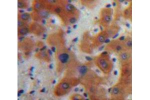 Used in DAB staining on fromalin fixed paraffin-embedded Liver tissue (IL17C anticorps  (AA 7-159))