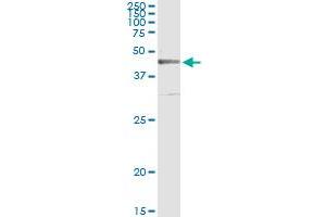 Immunoprecipitation of CRLF1 transfected lysate using anti-CRLF1 monoclonal antibody and Protein A Magnetic Bead , and immunoblotted with CRLF1 MaxPab rabbit polyclonal antibody.