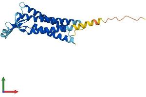 AlphaFold protein structure predicition of Human Recombinant CLDN11 Protein, UniprotID O75508