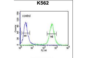 Flow cytometric analysis of K562 cells (right histogram) compared to a negative control cell (left histogram). (ATP4b anticorps  (N-Term))