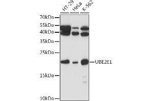 Western blot analysis of extracts of various cell lines, using UBE2E1 Rabbit pAb (ABIN7271176) at 1:1000 dilution. (UBE2E1 anticorps  (AA 1-193))