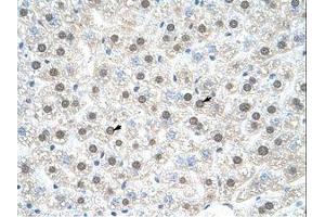 Image no. 1 for anti-Nuclear Receptor Subfamily 1, Group I, Member 3 (NR1I3) (C-Term) antibody (ABIN202337)