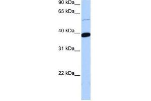 ZNF562 antibody used at 0. (ZNF562 anticorps  (Middle Region))