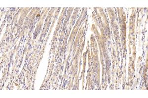 Detection of PTPRB in Mouse Stomach Tissue using Polyclonal Antibody to Protein Tyrosine Phosphatase Receptor Type B (PTPRB)