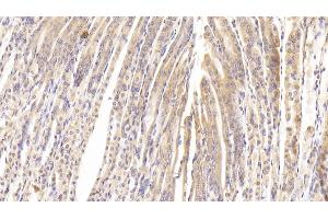 Detection of PTPRB in Mouse Stomach Tissue using Polyclonal Antibody to Protein Tyrosine Phosphatase Receptor Type B (PTPRB) (PTPRB anticorps  (AA 1214-1463))