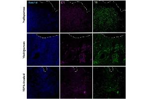 Immunohistochemical detection of progesterone receptor (PR) and estradiol receptor (ER) in the apical region of the endometrium in uteri of nulliparous, multiparous and MPA-treated dogs.
