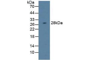 Figure. (DAPP1 anticorps  (AA 1-280))