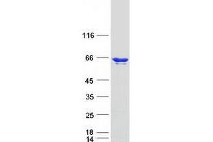 Validation with Western Blot