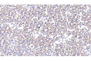 Detection of MFAP5 in Mouse Kidney Tissue using Polyclonal Antibody to Microfibrillar Associated Protein 5 (MFAP5) (MFAP5 anticorps  (AA 25-152))