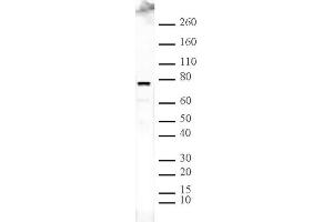 ASH2L pAb tested by Western blot. (ASH2L anticorps)