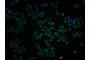 Immunofluorescence staining of Hela cells with ABIN7162877 at 1:100, counter-stained with DAPI.