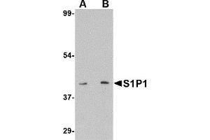 Western Blotting (WB) image for anti-Sphingosine-1-Phosphate Receptor 1 (S1PR1) (C-Term) antibody (ABIN1030634) (S1PR1 anticorps  (C-Term))