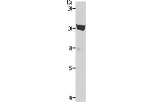 Gel: 8 % SDS-PAGE, Lysate: 40 μg, Lane: 293T cells, Primary antibody: ABIN7189653(ADAMTS15 Antibody) at dilution 1/600, Secondary antibody: Goat anti rabbit IgG at 1/8000 dilution, Exposure time: 30 minutes (ADAMTS15 anticorps)