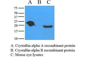 Mouse eye extracts and recombinant proteins (Crystallin-alpha A and B) were resolved by electrophoresis, transferred to PVDF membrane and probed with anti-Crystallin alpha A (1:1000). (CRYAA anticorps  (AA 1-173))