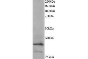 ABIN2561221 staining (0. (ARPC2 anticorps  (C-Term))