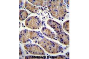 MESDC2 Antibody (C-term) immunohistochemistry analysis in formalin fixed and paraffin embedded human stomach tissue followed by peroxidase conjugation of the secondary antibody and DAB staining. (MESDC2 anticorps  (C-Term))