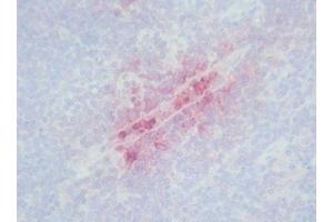 Image no. 3 for anti-Defensin (DEF) antibody (ABIN481654) (Defensin anticorps)