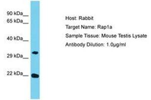 Image no. 1 for anti-RAP1A, Member of RAS Oncogene Family (RAP1A) (AA 69-118) antibody (ABIN6750356)