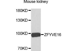 Western blot analysis of extracts of mouse kidney, using ZFYVE16 antibody. (ZFYVE16 anticorps)
