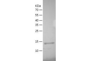 Western Blotting (WB) image for Interleukin 19 (IL19) (AA 25-176) protein (His tag) (ABIN7123565)