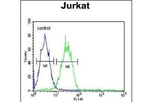 ARGLU1 Antibody (N-term) (ABIN653238 and ABIN2842768) flow cytometric analysis of Jurkat cells (right histogram) compared to a negative control cell (left histogram). (ARGLU1 anticorps  (N-Term))
