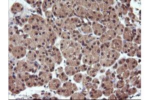 Image no. 2 for anti-Ubiquitin-Conjugating Enzyme E2G 2 (UBE2G2) antibody (ABIN1501631)