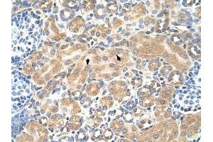 Tetraspanin 5 antibody was used for immunohistochemistry at a concentration of 4-8 ug/ml to stain Epithelial cells of renal tubule (arrows) in Human Kidney. (Tetraspanin 5 anticorps  (Middle Region))