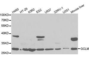Western Blotting (WB) image for anti-Glutamate-Cysteine Ligase, Modifier Subunit (GCLM) antibody (ABIN1876502) (GCLM anticorps)