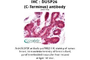Image no. 1 for anti-Dual Specificity Phosphatase 26 (DUSP26) (C-Term) antibody (ABIN1733811) (DUSP26 anticorps  (C-Term))
