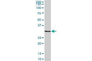 SULT1A3 MaxPab polyclonal antibody.