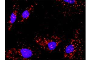 Proximity Ligation Analysis of protein-protein interactions between AKT1 and FOXO1.