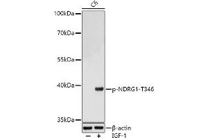 Western blot analysis of extracts of C6 cells, using Phospho-NDRG1-T346 antibody (ABIN7268785) at 1:1000 dilution.