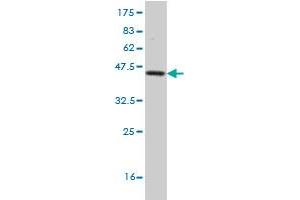 Western Blot detection against Immunogen (37.