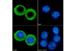 Immunofluorescence staining of fixed RAW264.