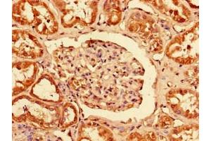 Immunohistochemistry of paraffin-embedded human kidney tissue using ABIN7163119 at dilution of 1:100 (PCTP anticorps  (AA 1-214))