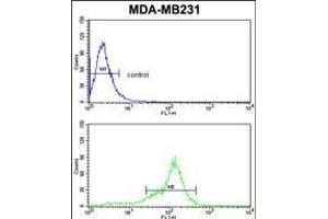 BCL2A1 Antibody (Center) (ABIN650621 and ABIN2846125) flow cytometric analysis of MDA-M cells (bottom histogram) compared to a negative control (top histogram). (BCL2A1 anticorps  (AA 53-81))