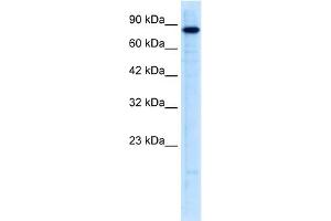 WB Suggested Anti-UHRF2 Antibody Titration:  0. (UHRF2 anticorps  (N-Term))