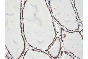 Image no. 7 for anti-NIF3 NGG1 Interacting Factor 3-Like 1 (NIF3L1) antibody (ABIN1496615) (NIF3L1 anticorps)