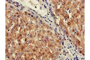 Immunohistochemistry of paraffin-embedded human liver tissue using ABIN7169566 at dilution of 1:100