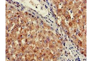 Immunohistochemistry of paraffin-embedded human liver tissue using ABIN7169566 at dilution of 1:100 (SIGLEC7 anticorps  (AA 377-467))