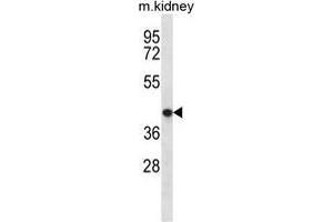 TNMD Antibody (Center) western blot analysis in mouse kidney tissue lysates (35 µg/lane). (TNMD anticorps  (Middle Region))