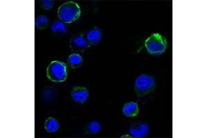 Confocal immunofluorescence analysis of HEK293 cells trasfected with extracellular ROR1 (aa30-406)-hIgGFc using ROR1 antibody (green). (ROR1 anticorps  (AA 30-406))